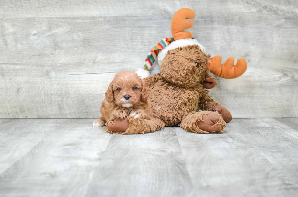 Cavapoo Puppy for Adoption