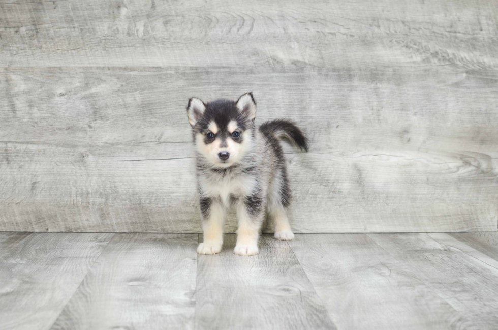 Best Pomsky Baby