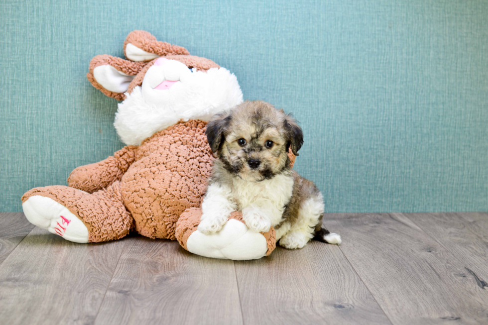 Havanese Puppy for Adoption