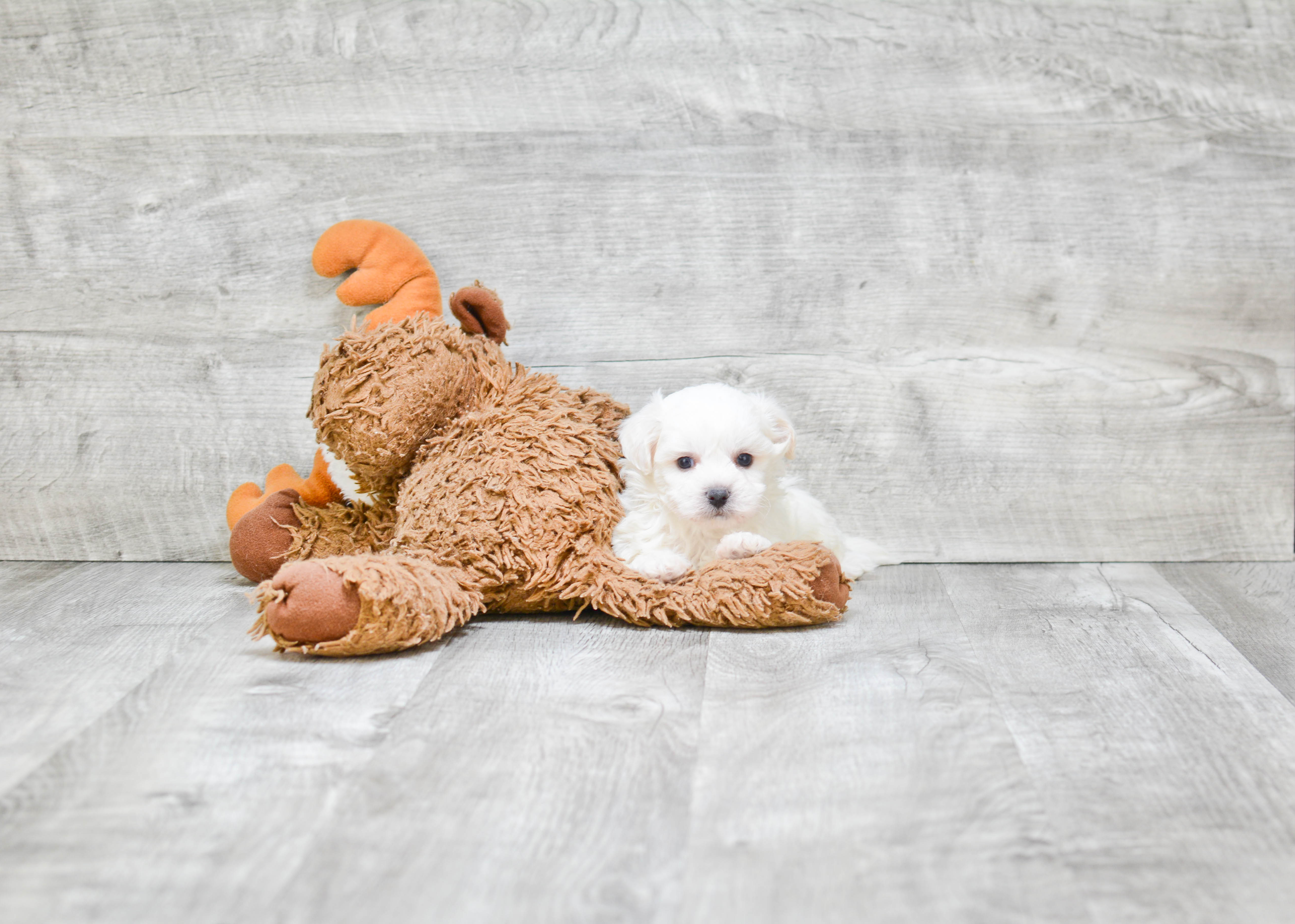 Teddy Bear Pup Being Cute