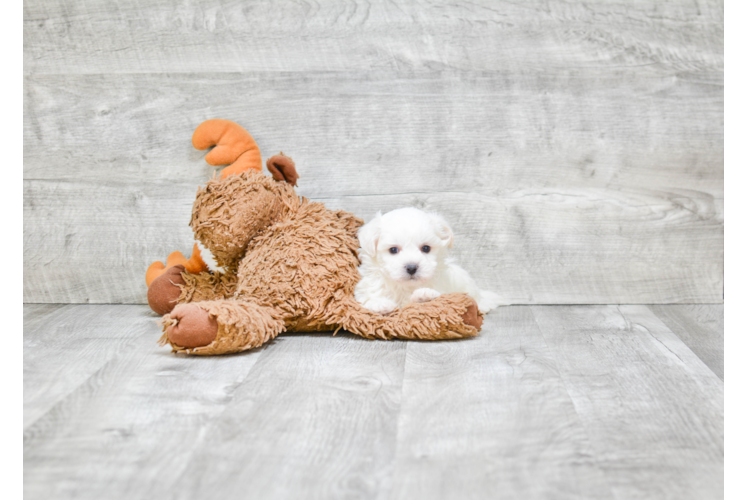 Teddy Bear Pup Being Cute