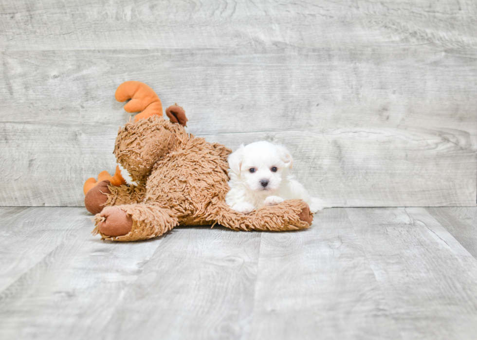 Teddy Bear Pup Being Cute