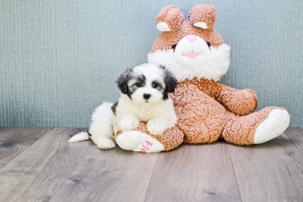 Popular Havanese Purebred Pup