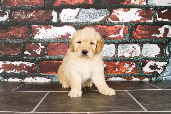 Mini Goldendoodle Puppy for Adoption