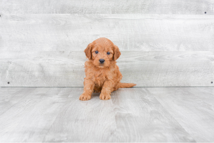 Mini Goldendoodle Puppy for Adoption