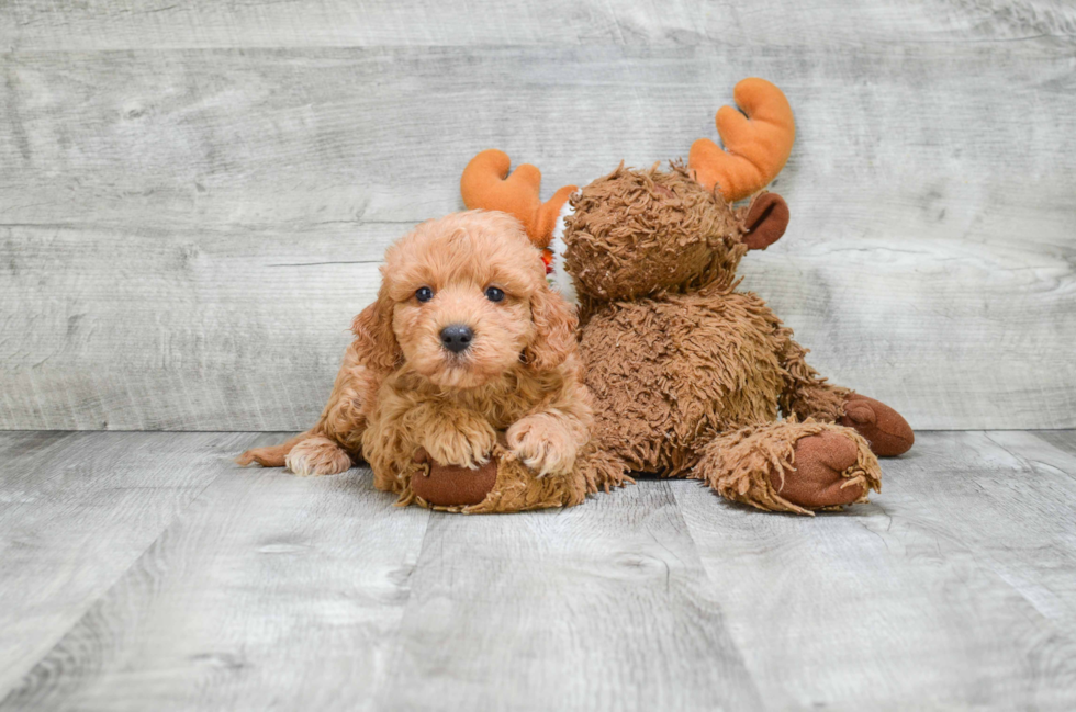 Cavapoo Puppy for Adoption