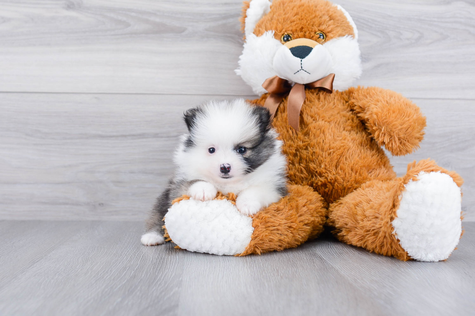 Fluffy Pomeranian Purebred Puppy