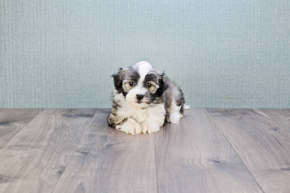 Havanese Puppy for Adoption