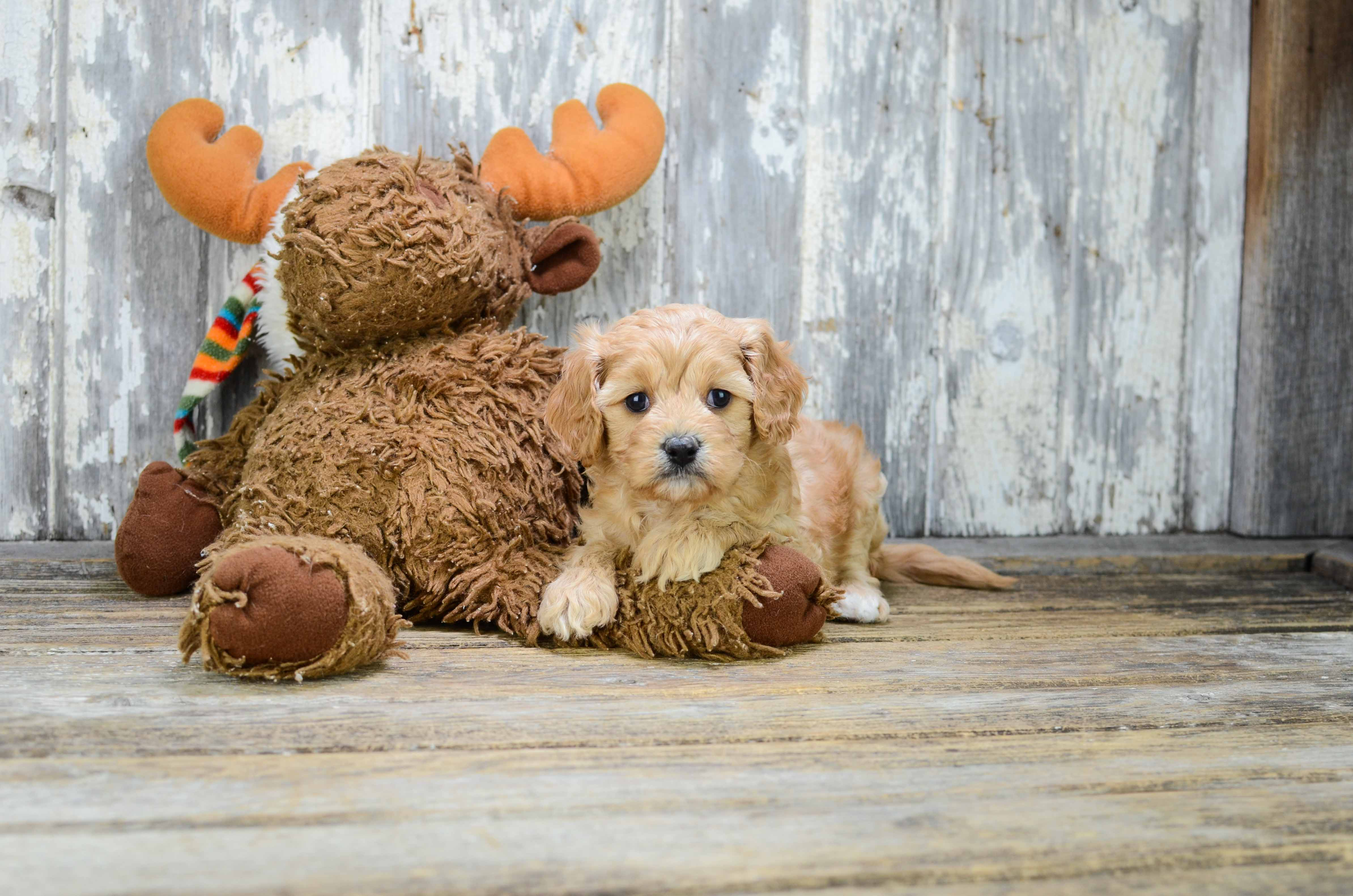 Best Cavapoo Baby