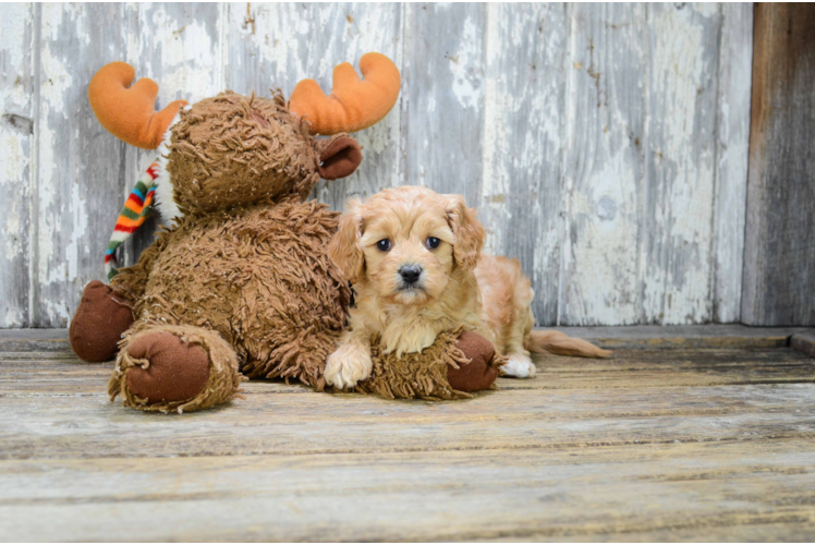 Best Cavapoo Baby