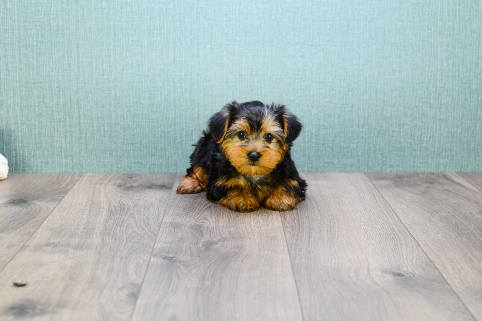 Meet  Teacup-Timmy - our Yorkshire Terrier Puppy Photo 