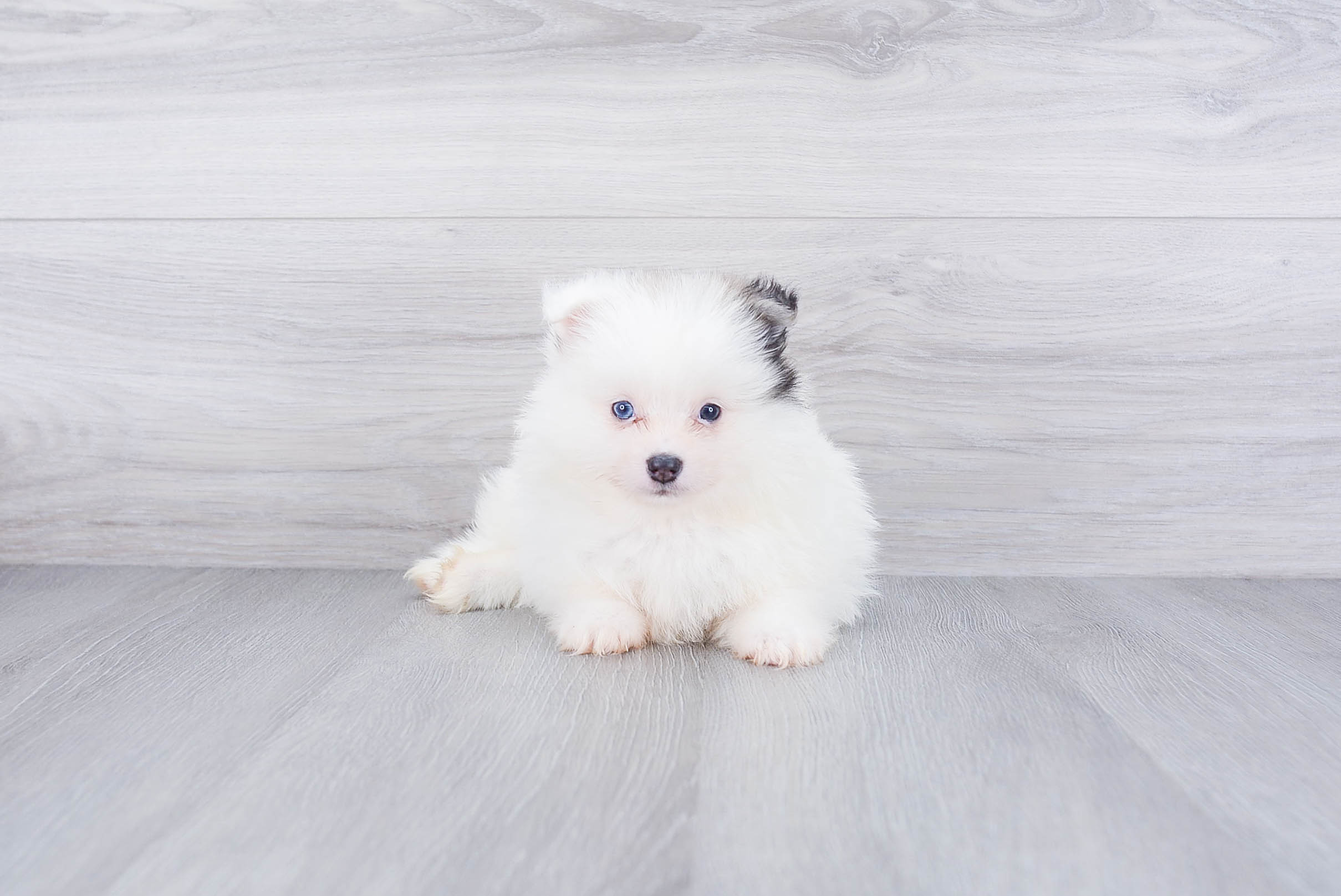 Best Pomeranian Baby