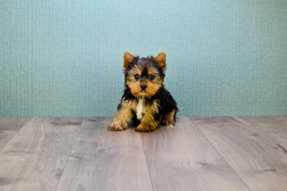 Meet Rocky - our Yorkshire Terrier Puppy Photo 