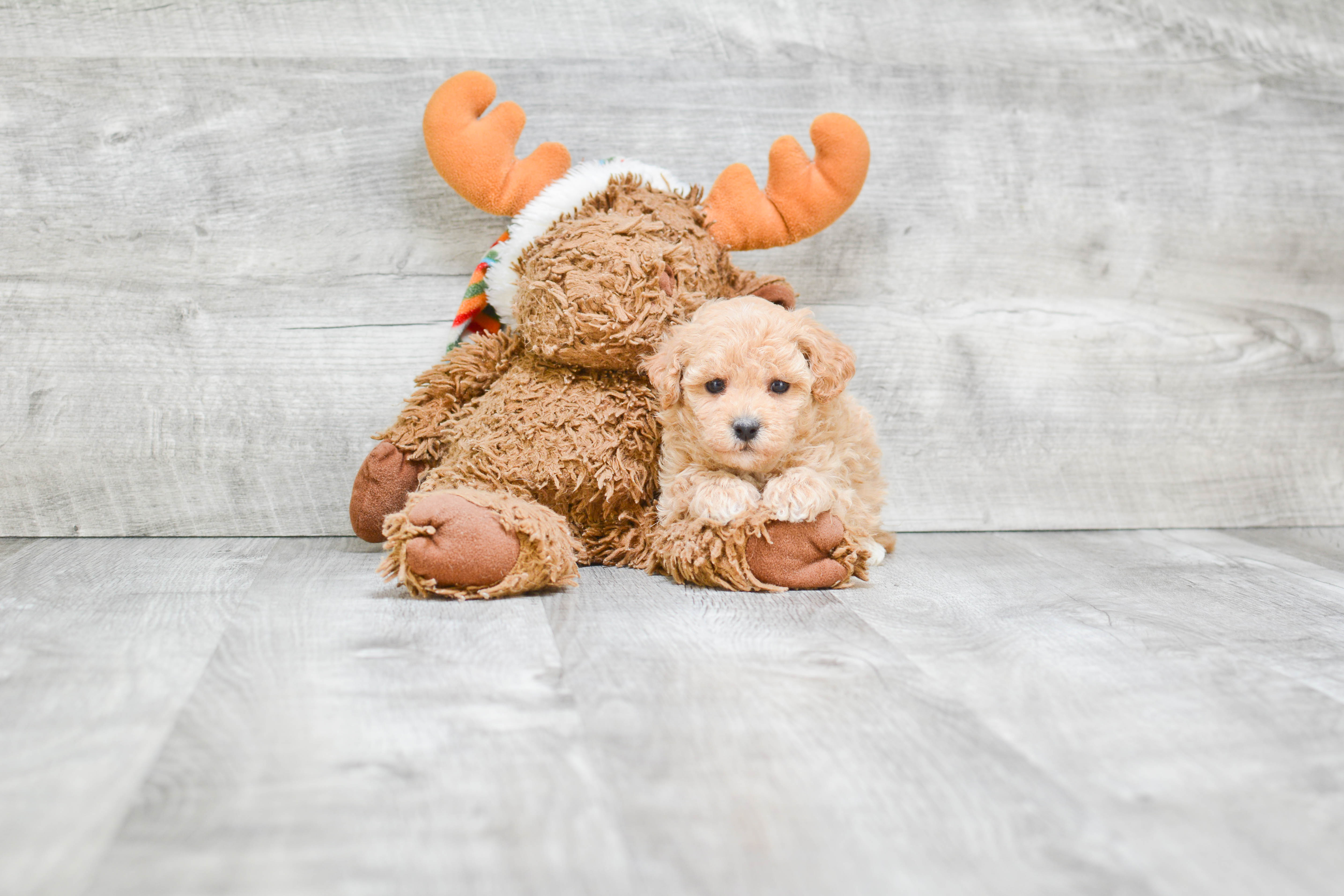 Energetic Maltese Poodle Poodle Mix Puppy