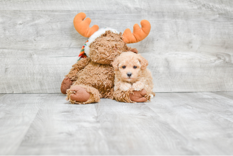 Energetic Maltese Poodle Poodle Mix Puppy