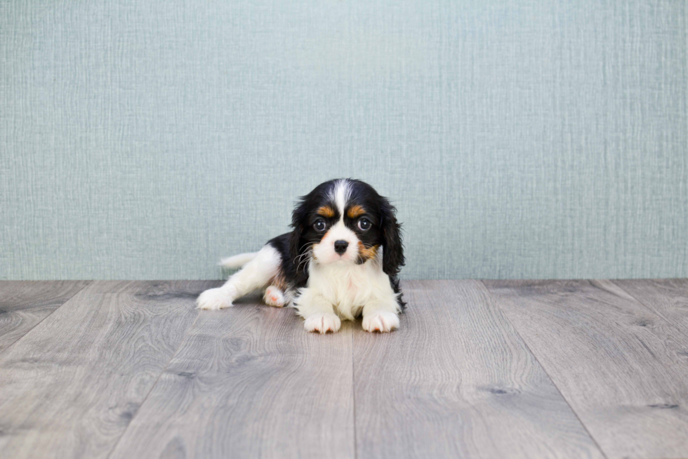 Cavalier King Charles Spaniel Puppy for Adoption