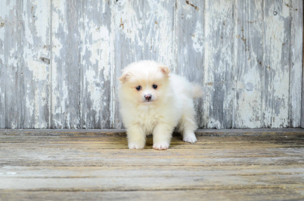 Friendly Pomeranian Purebred Pup