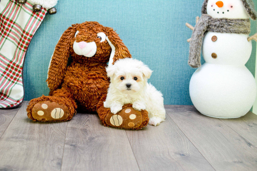 Meet Teacup-Martin - our Maltese Puppy Photo 