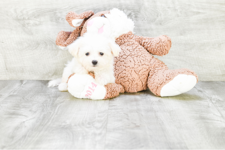 Little Maltese Purebred Pup