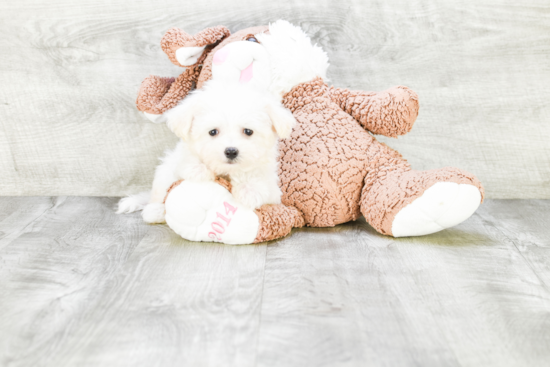 Little Maltese Purebred Pup