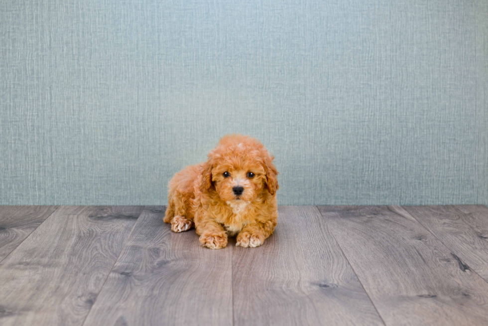 Best Cavapoo Baby