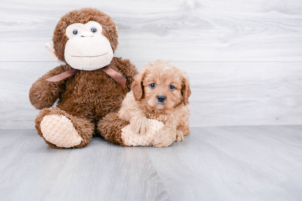 Best Cavapoo Baby