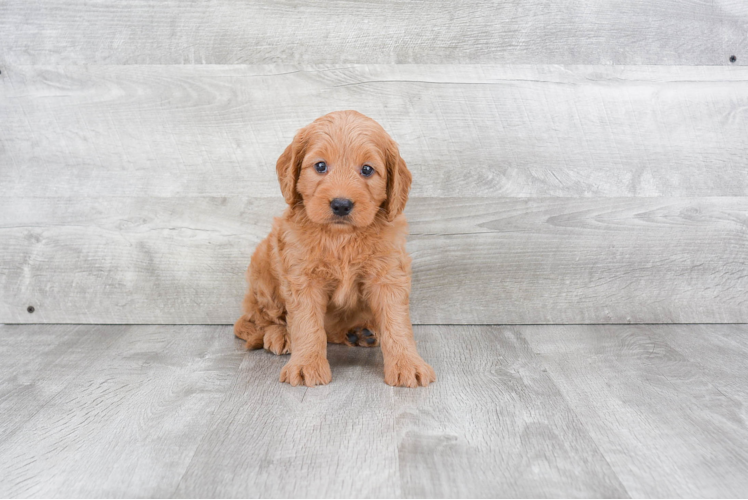 Sweet Mini Goldendoodle Baby