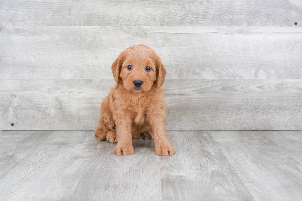 Sweet Mini Goldendoodle Baby