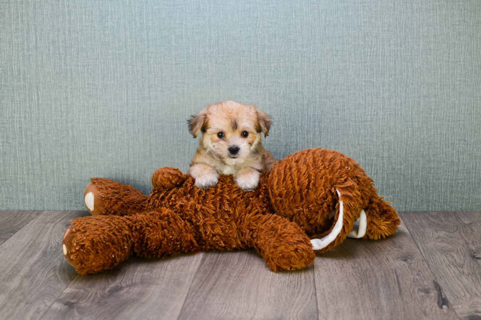 Hypoallergenic Yorkie Designer Puppy