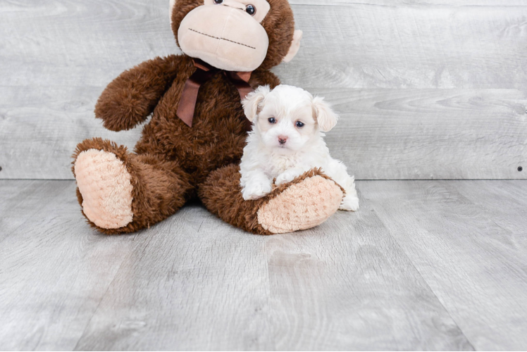 Popular Maltipoo Poodle Mix Pup