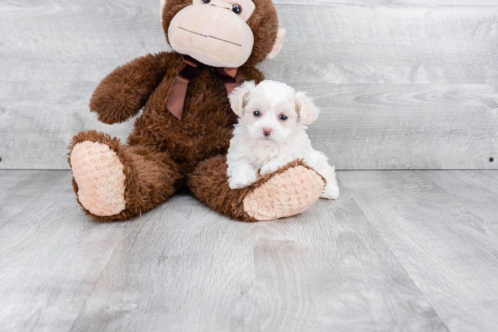 Popular Maltipoo Poodle Mix Pup