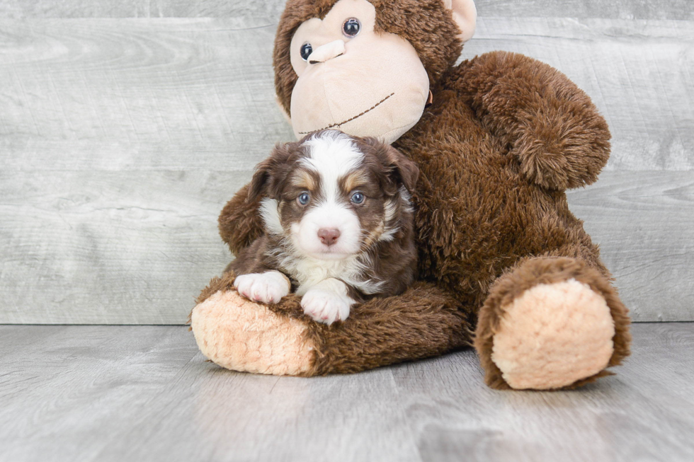 Best Mini Aussiedoodle Baby