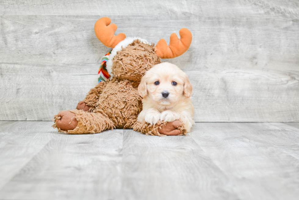 Friendly Cavachon Baby