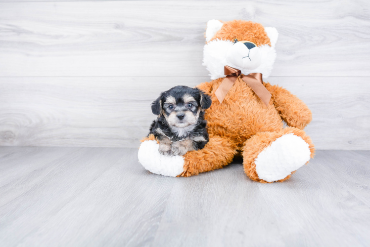 Sweet Morkie Baby