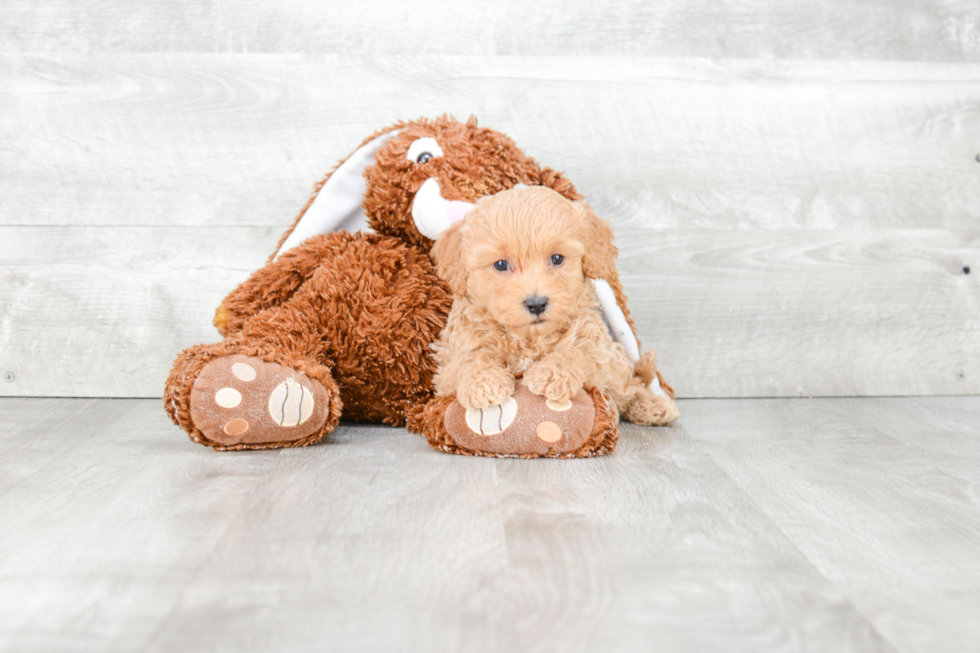 Cavapoo Puppy for Adoption