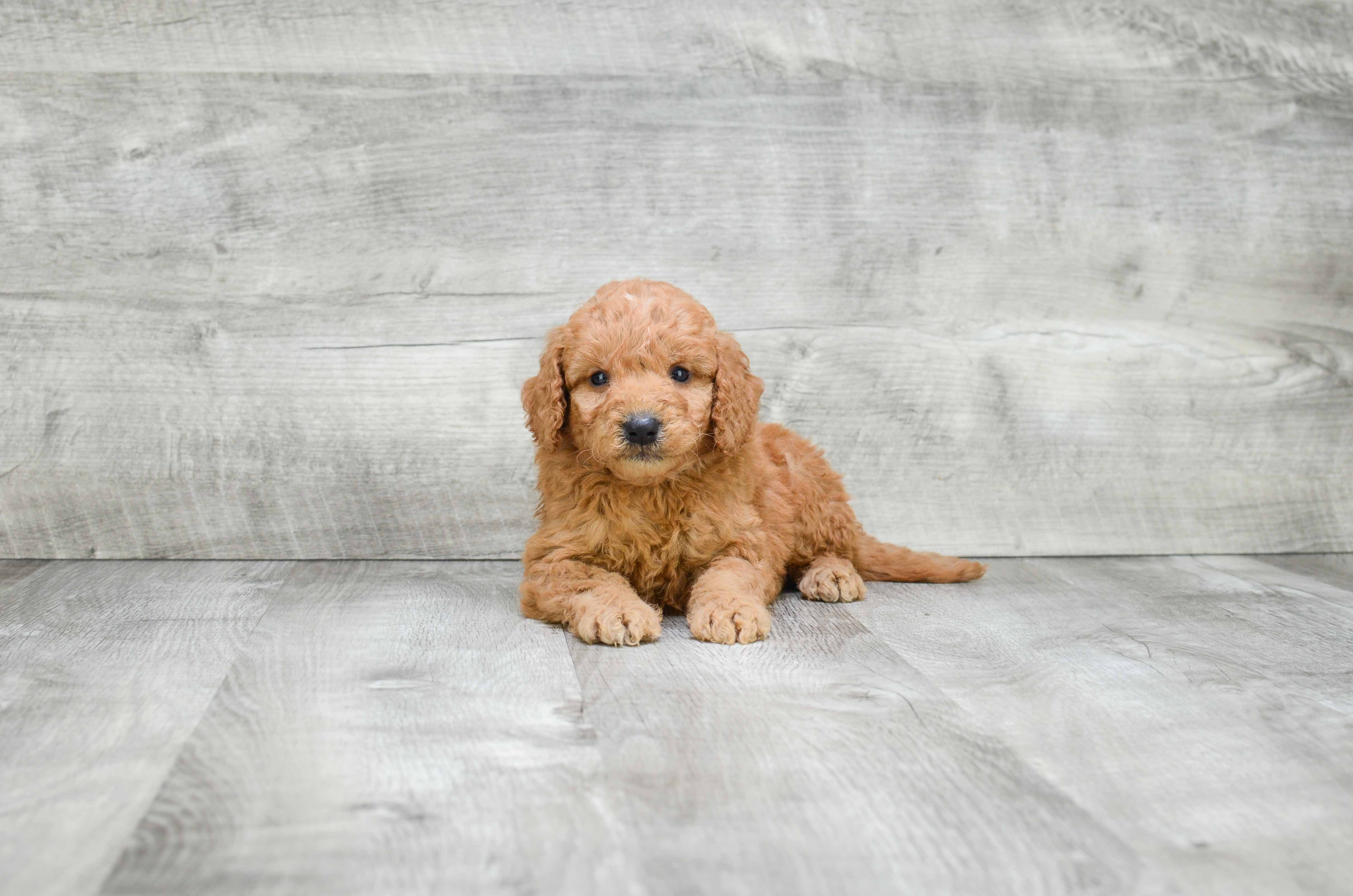 Best Mini Goldendoodle Baby