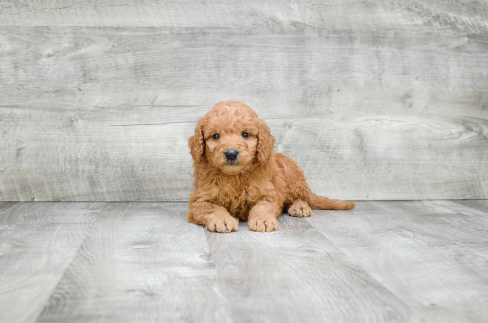 Best Mini Goldendoodle Baby