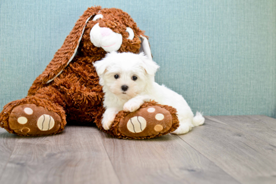 Smart Maltese Purebred Puppy