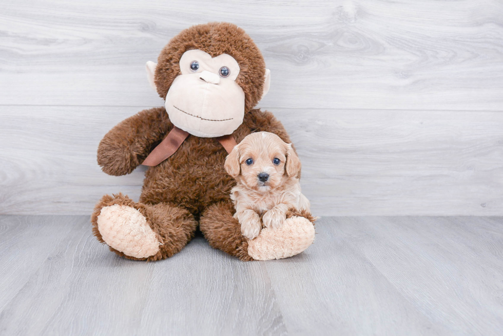 Petite Cavapoo Poodle Mix Pup