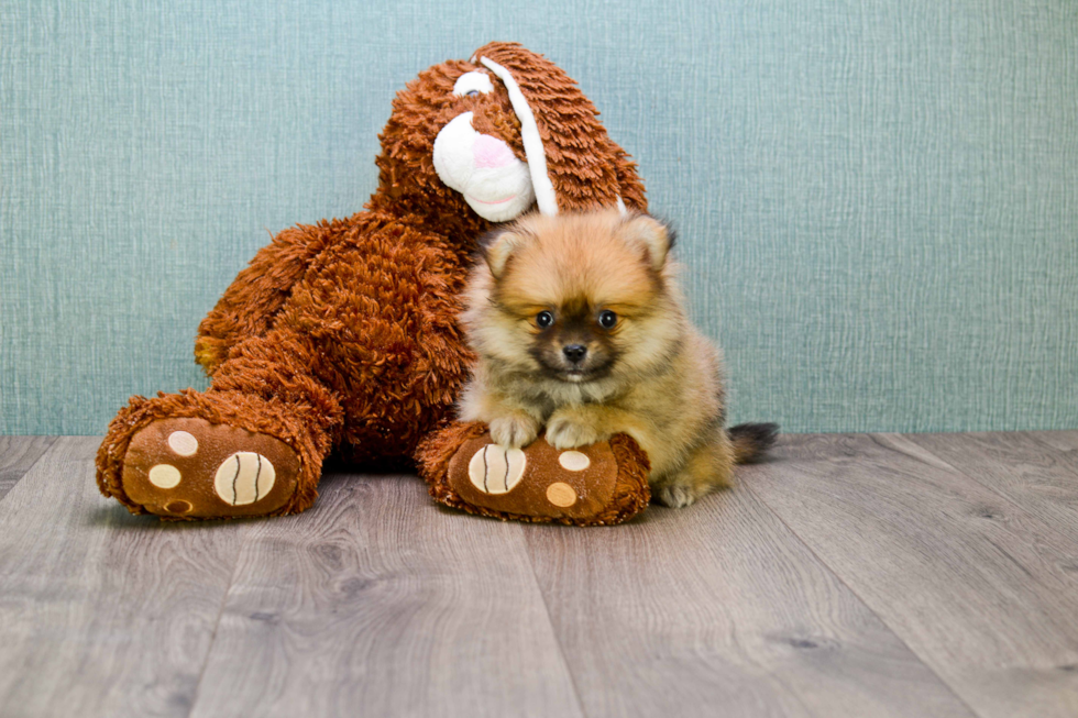 Happy Pomeranian Purebred Puppy