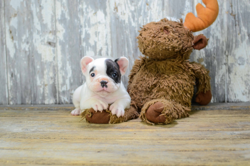 Akc Registered French Bulldog Baby