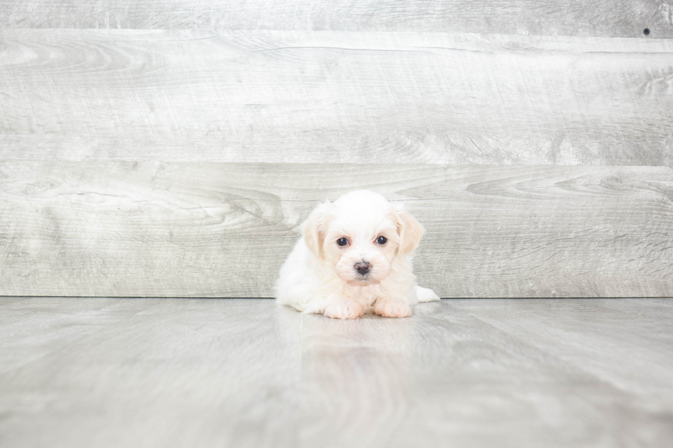 Sweet Maltipoo Baby