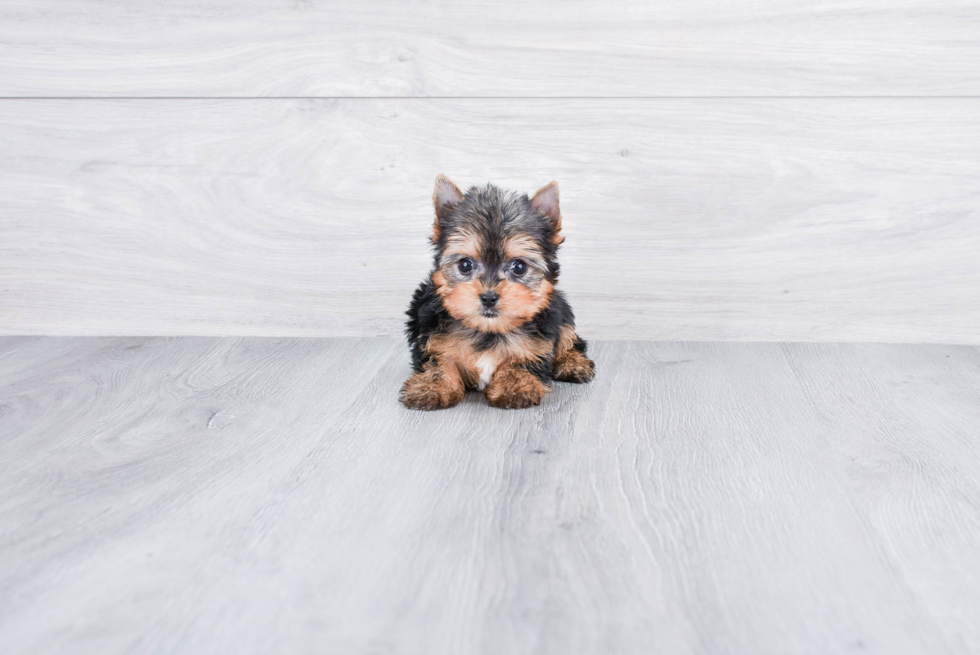 Meet Giselle - our Yorkshire Terrier Puppy Photo 