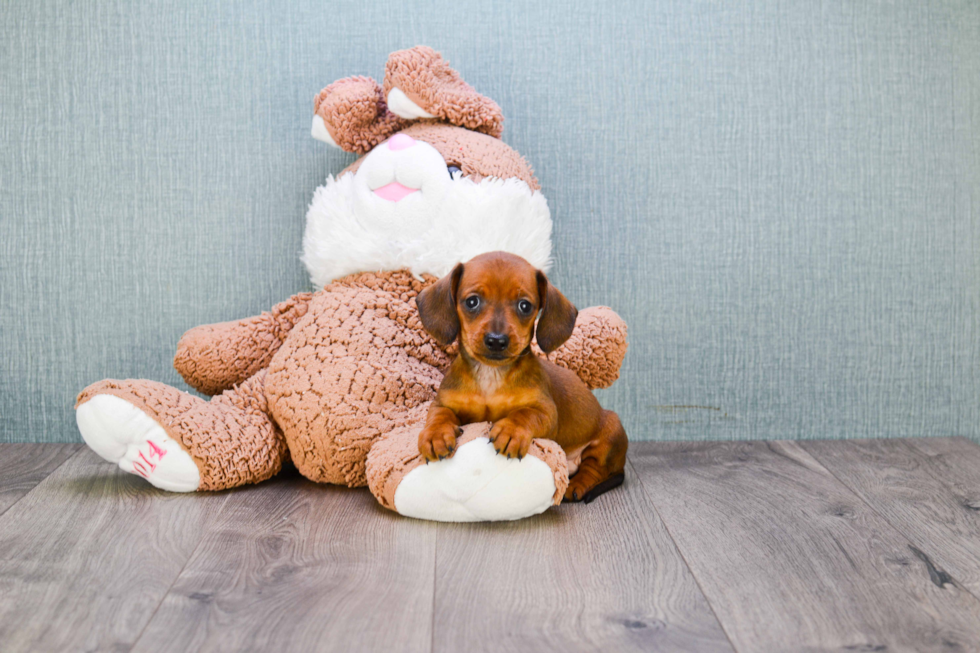 Best Dachshund Baby