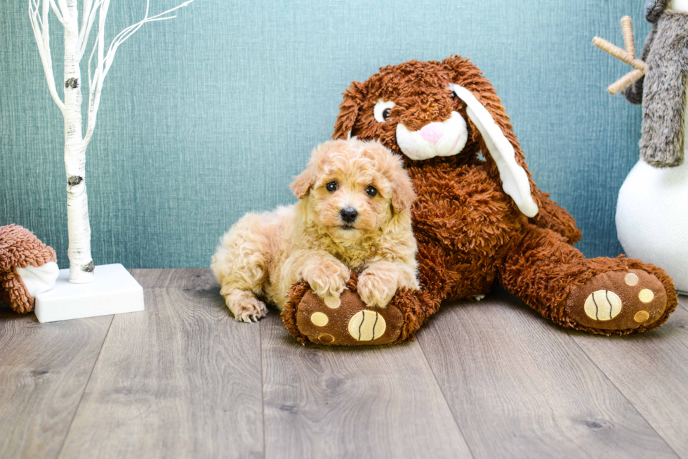 Cavapoo Pup Being Cute