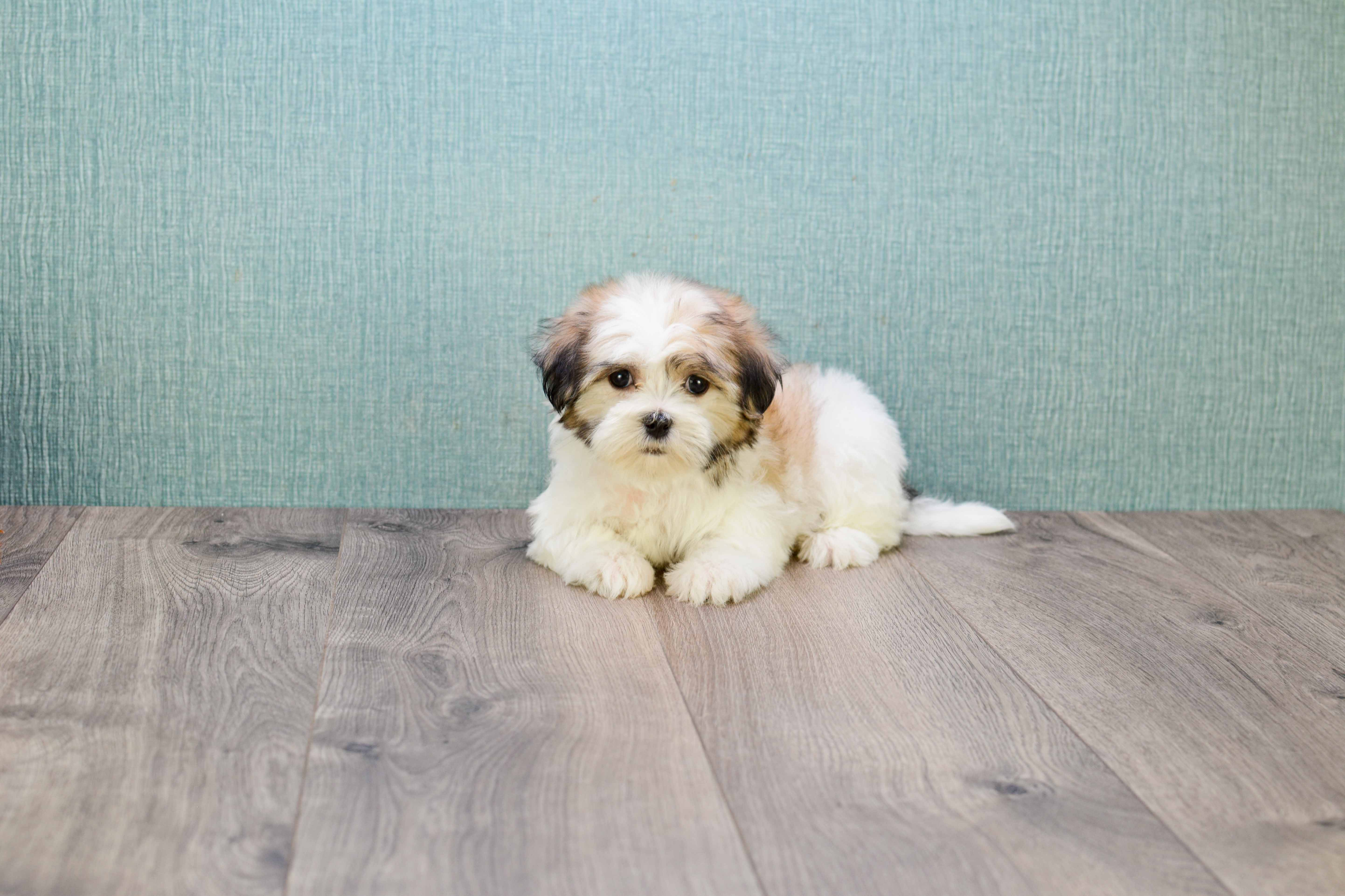 Playful Shitzu Designer Puppy