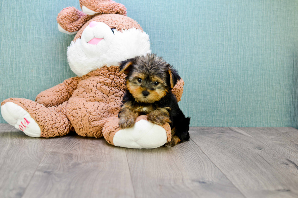 Meet Timmy - our Yorkshire Terrier Puppy Photo 