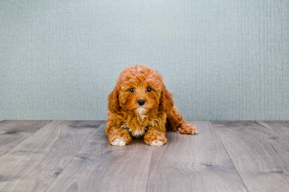 Best Cavapoo Baby