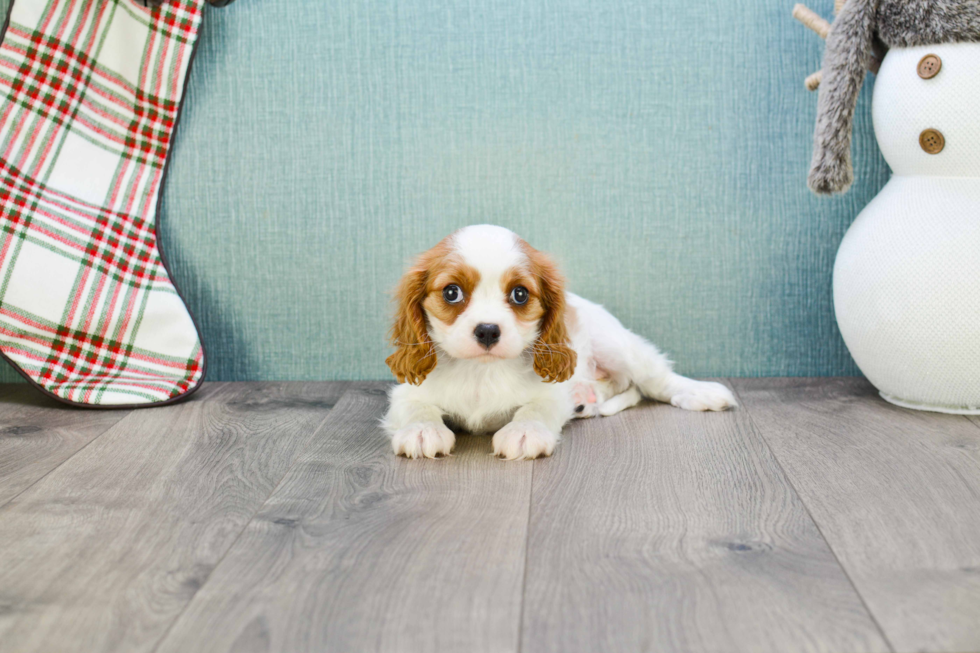 Funny Cavalier King Charles Spaniel Baby