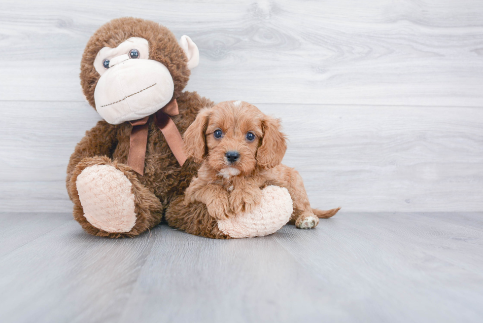 Small Cavapoo Baby